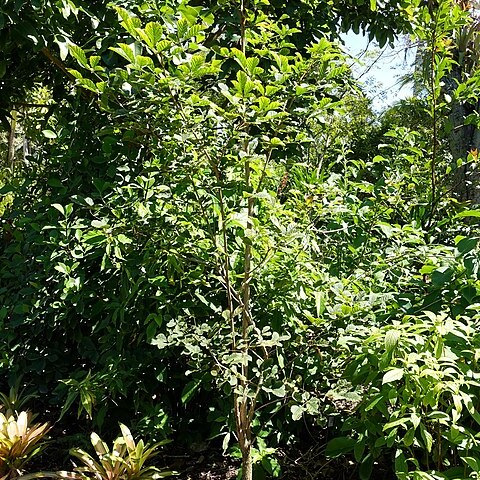 Handroanthus riodocensis unspecified picture