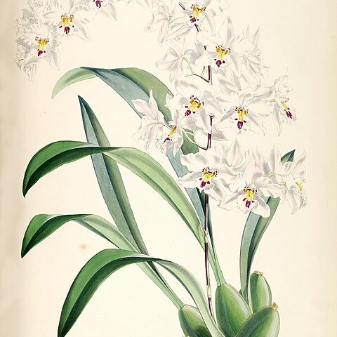 Oncidium nobile unspecified picture