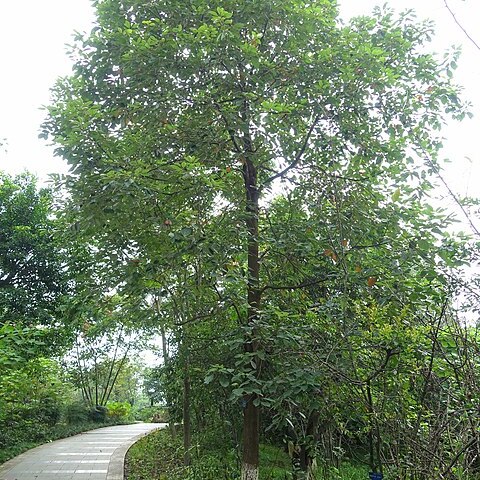 Cinnamomum septentrionale unspecified picture