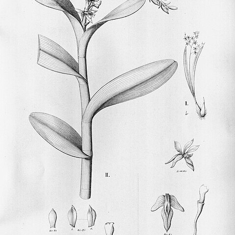 Epidendrum betimianum unspecified picture