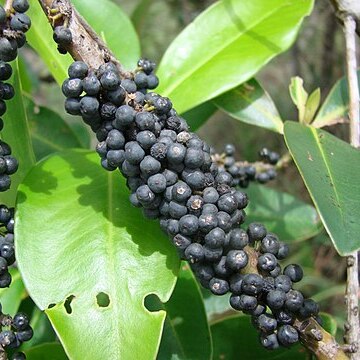 Myrsine gardneriana unspecified picture