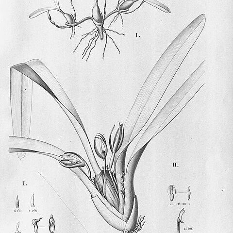 Maxillaria rodriguesii unspecified picture