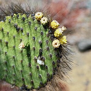 Opuntia galapageia var. galapageia unspecified picture