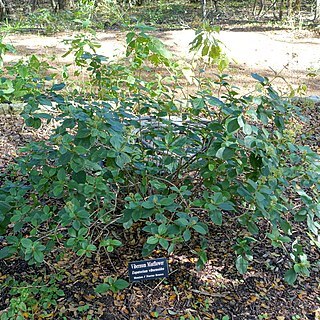 Ageratina viburnoides unspecified picture