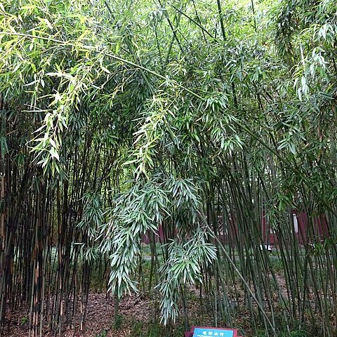 Phyllostachys rubromarginata unspecified picture