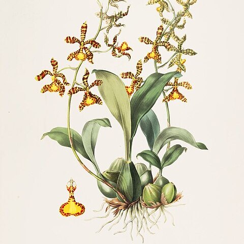 Rossioglossum insleayi unspecified picture