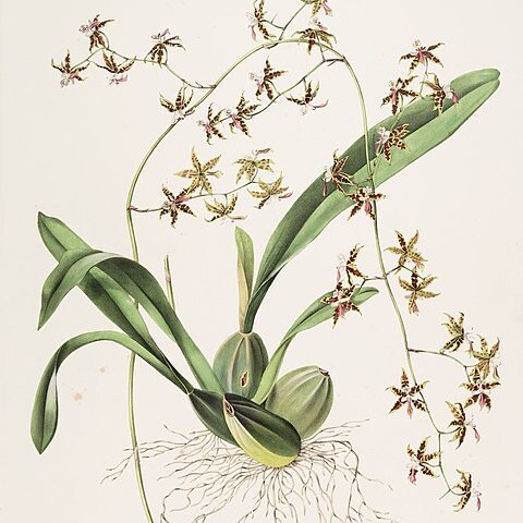 Oncidium hastatum unspecified picture