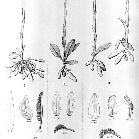 Bipinnula polysyka unspecified picture