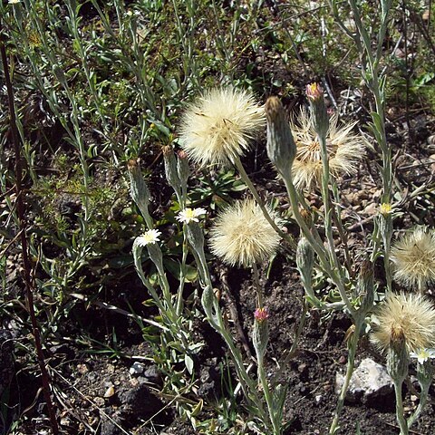 Noticastrum gnaphalioides unspecified picture