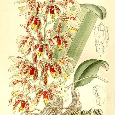 Dendrobium munificum unspecified picture