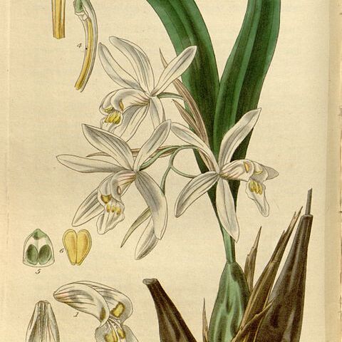 Coelogyne punctulata unspecified picture