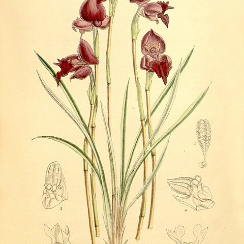 Disa spathulata unspecified picture