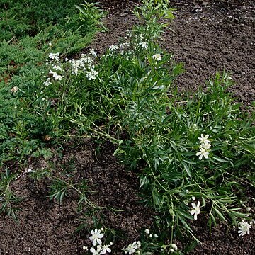 Clematis hexapetala unspecified picture