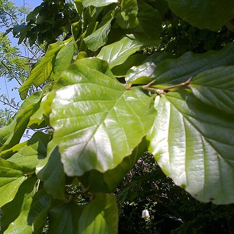 Parrotia persica unspecified picture