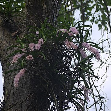 Rhynchostylis retusa unspecified picture