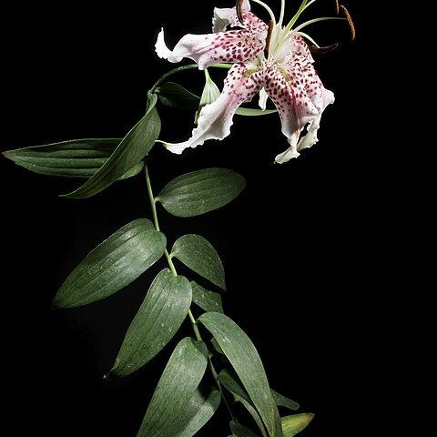 Lilium speciosum var. speciosum unspecified picture