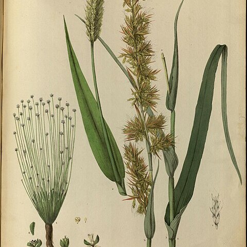 Eriocaulon sollyanum unspecified picture