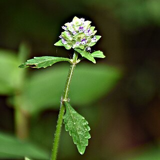 Platostoma hispidum unspecified picture