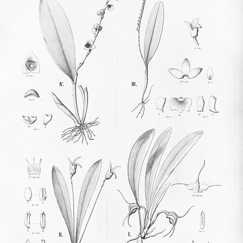 Masdevallia curtipes unspecified picture