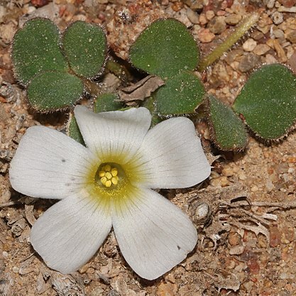 Oxalis pulchella unspecified picture