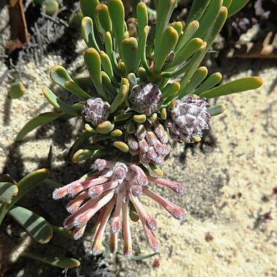 Vexatorella obtusata subsp. obtusata unspecified picture