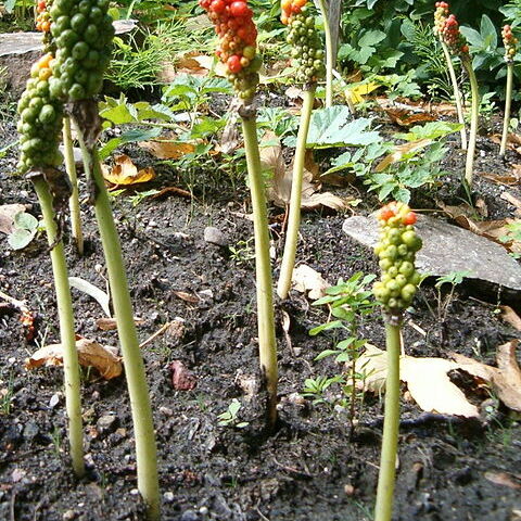 Arum orientale subsp. orientale unspecified picture