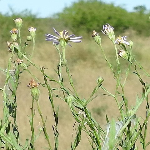 Psilactis heterocarpa unspecified picture