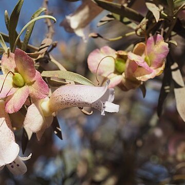 Eremophila platycalyx unspecified picture