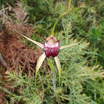 Caladenia applanata unspecified picture