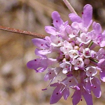 Scabiosa turolensis unspecified picture