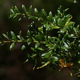 Persoonia terminalis unspecified picture