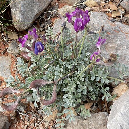 Astragalus amphioxys unspecified picture