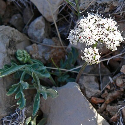 Lomatium nevadense unspecified picture