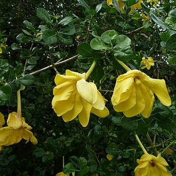 Gardenia volkensii subsp. volkensii unspecified picture