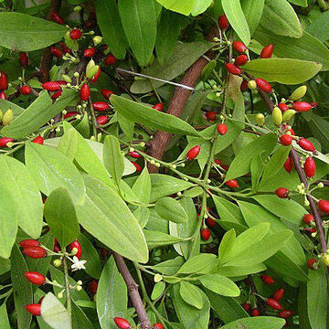 Erythroxylum novogranatense unspecified picture