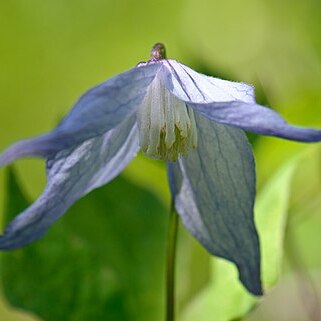 Clematis columbiana unspecified picture