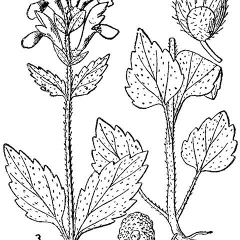 Scutellaria elliptica unspecified picture