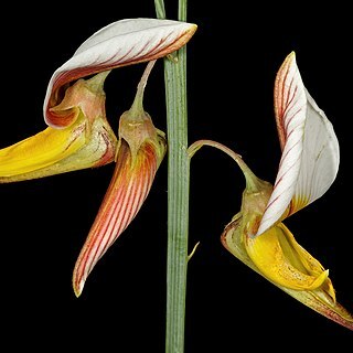 Crotalaria orientalis unspecified picture