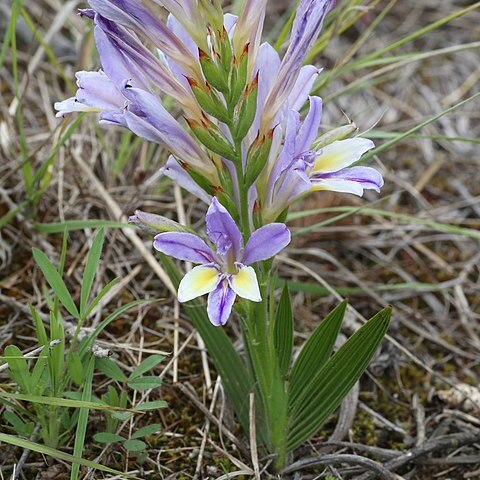 Babiana mucronata unspecified picture