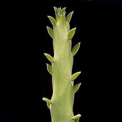 Euphorbia ambroseae unspecified picture