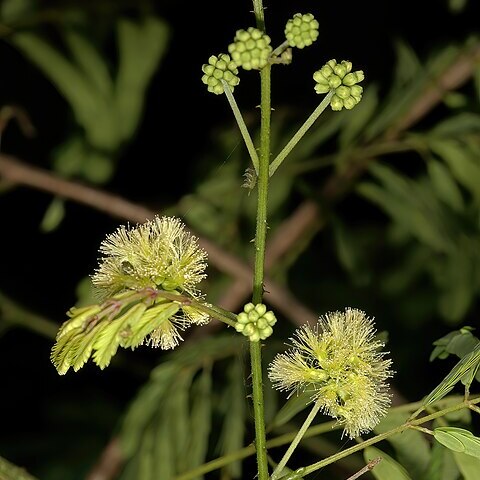 Senegalia kraussiana unspecified picture