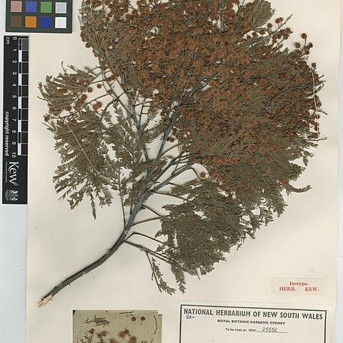 Acacia leucoclada unspecified picture