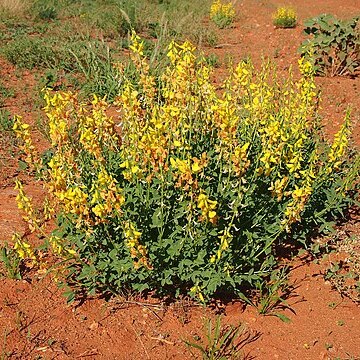 Crotalaria dissitiflora unspecified picture