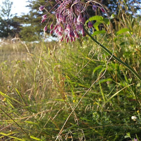 Allium carinatum subsp. carinatum unspecified picture