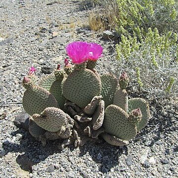 Opuntia basilaris var. basilaris unspecified picture