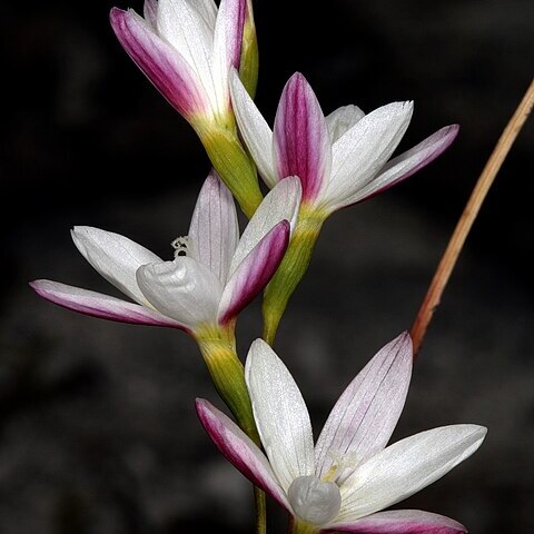 Geissorhiza imbricata unspecified picture