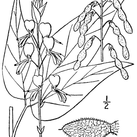 Desmodium cuspidatum unspecified picture