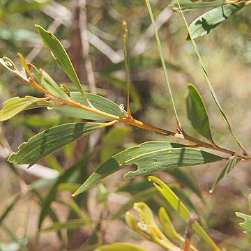 Acacia disparrima unspecified picture