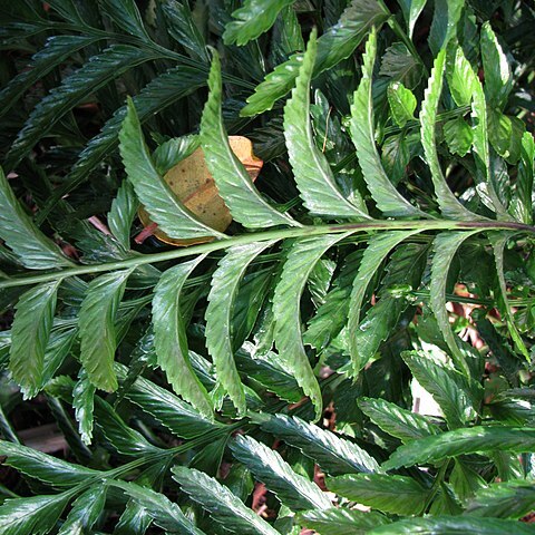 Asplenium kaulfussii unspecified picture