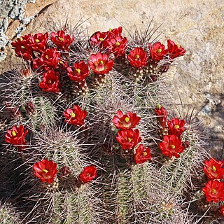 Echinocereus coccineus subsp. coccineus unspecified picture